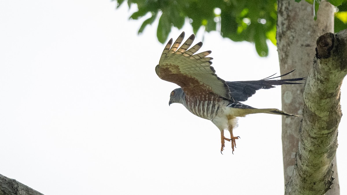 African Cuckoo-Hawk - ML590581481