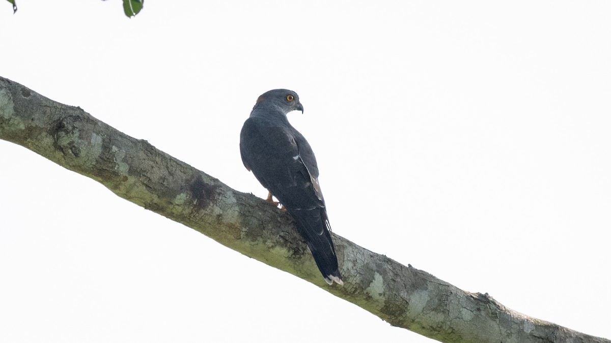 African Cuckoo-Hawk - ML590581491
