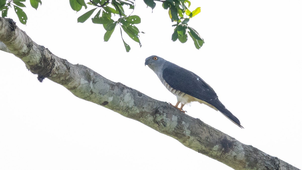 African Cuckoo-Hawk - ML590581501