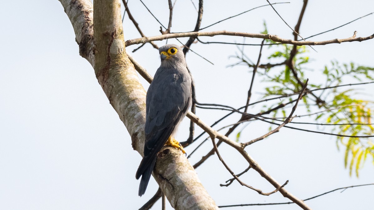 Gray Kestrel - Mathurin Malby