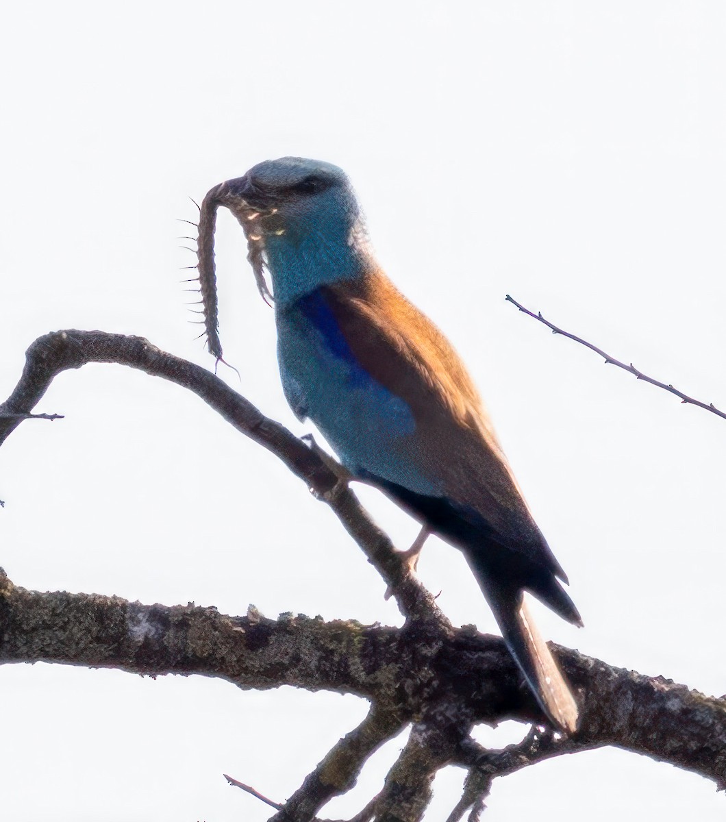 European Roller - Bernat Garrigos