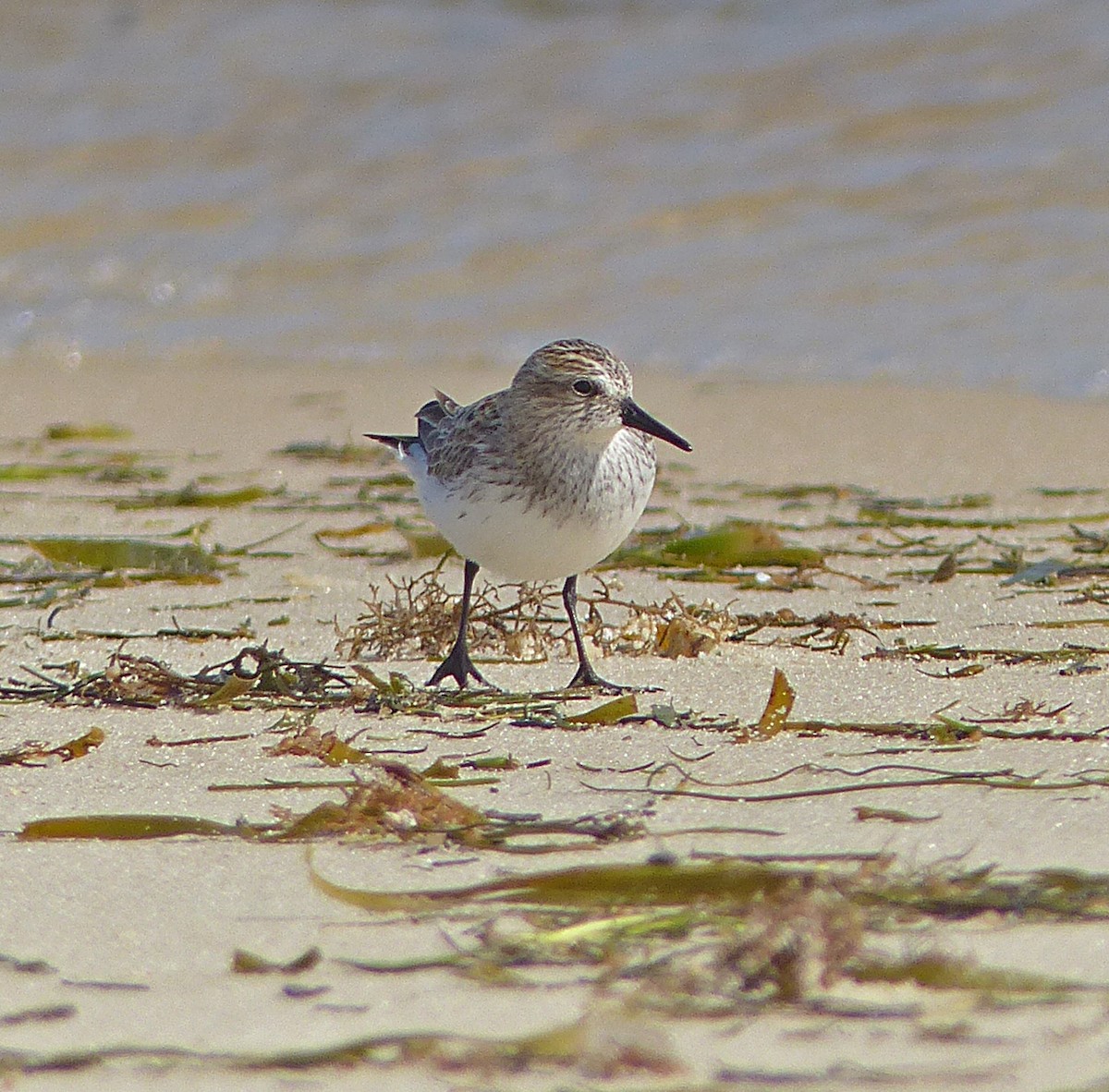 Semipalmated Sandpiper - ML590582471