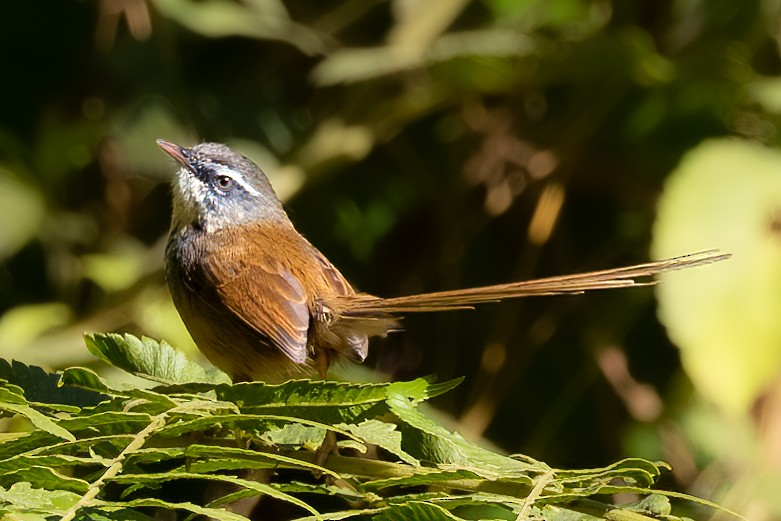 Hill Prinia - ML590582591