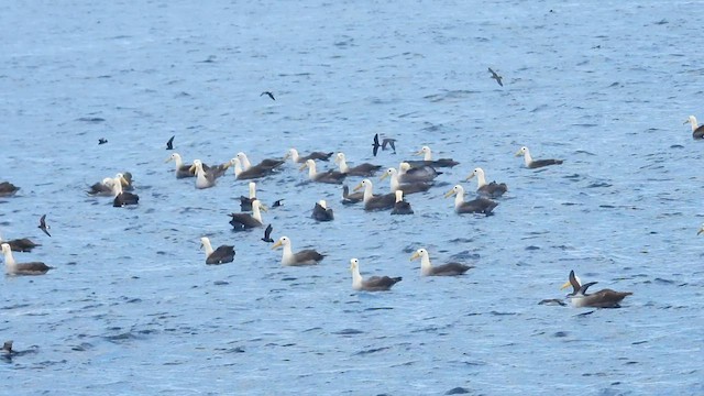 Waved Albatross - ML590583791