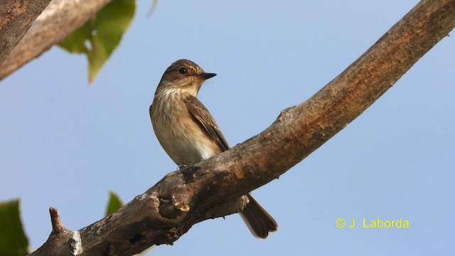 Spotted Flycatcher - ML590584851