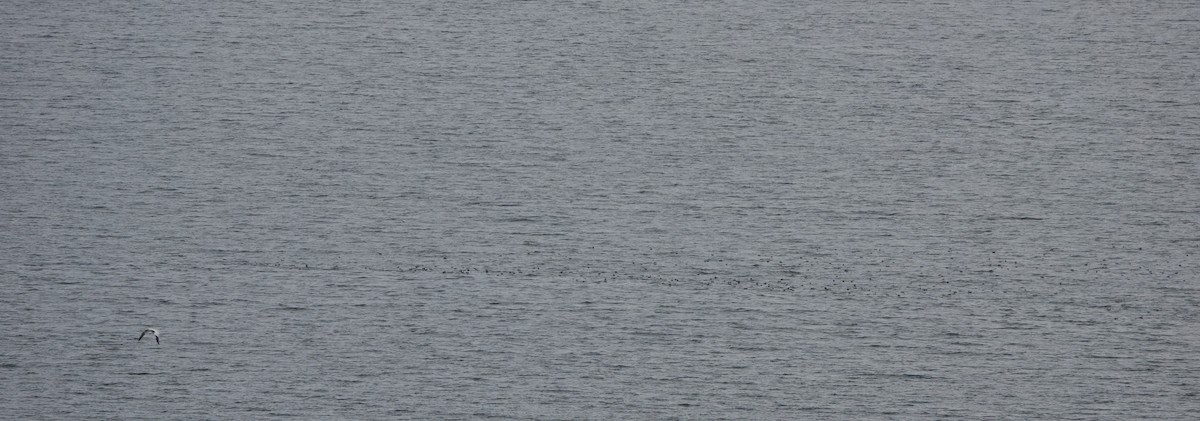 Manx Shearwater - Martin Pitt