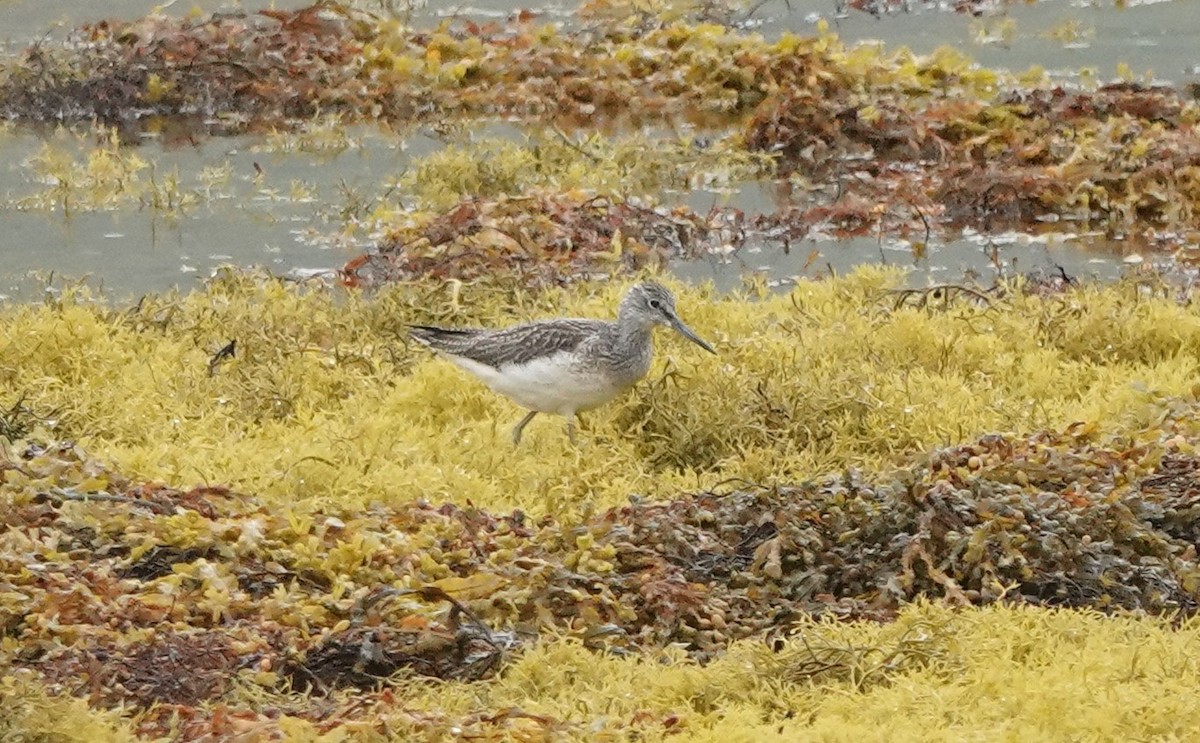 Common Greenshank - Martin Pitt