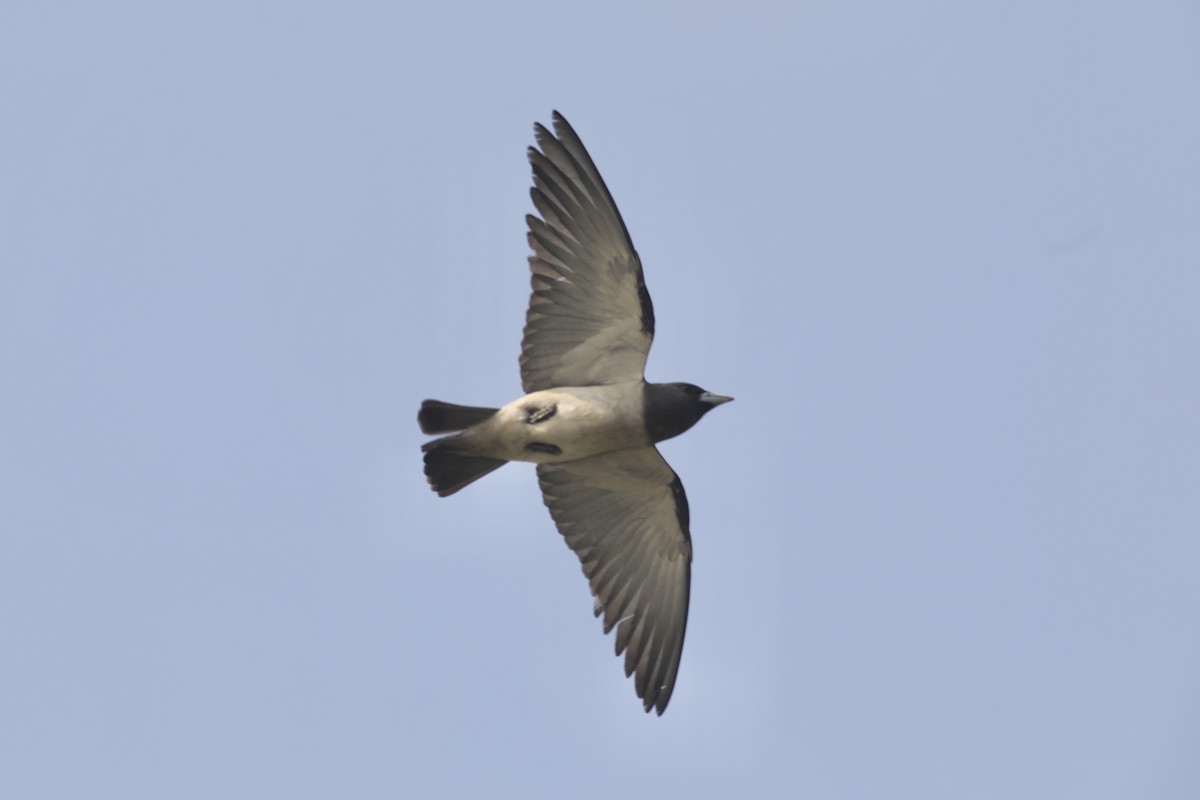白胸燕鵙 - ML590586291