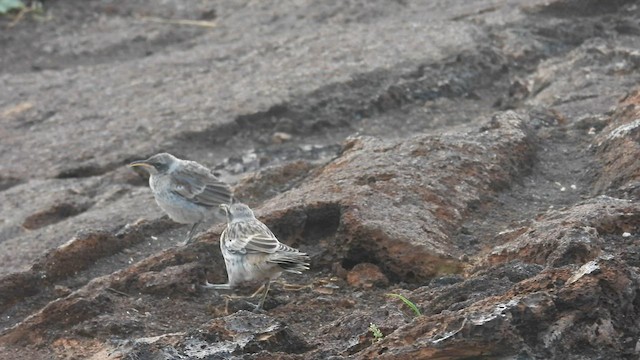 Galapagos Mockingbird - ML590586421