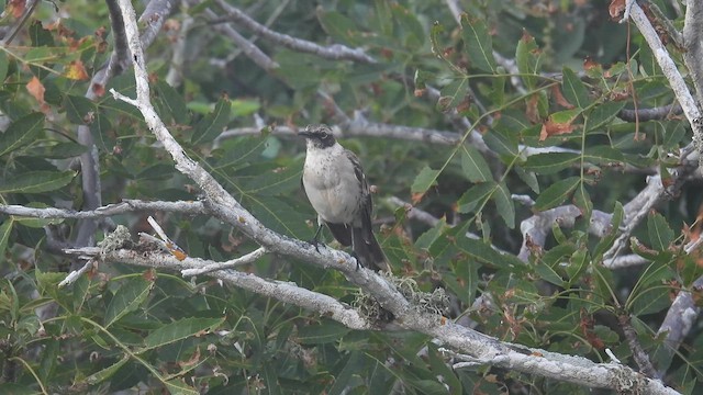 Galapagos Mockingbird - ML590586461