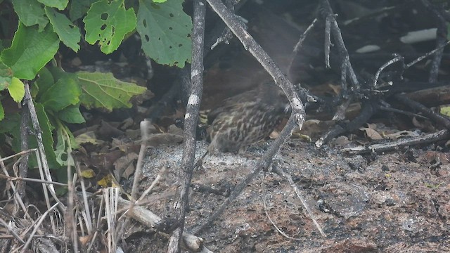 Large Ground-Finch - ML590586661