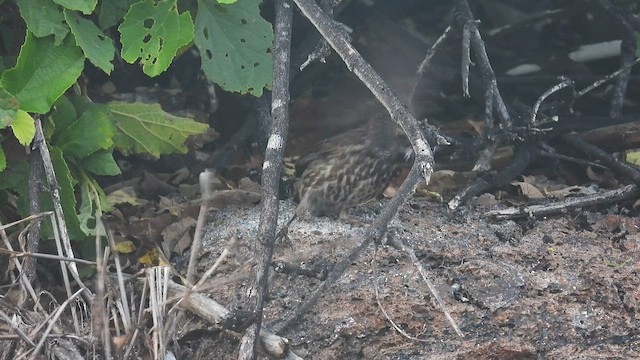 Large Ground-Finch - ML590586661