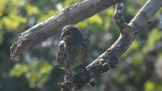 Genovesa Cactus-Finch - ML590586691