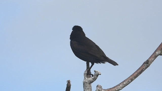 Genovesa Cactus-Finch - ML590586701