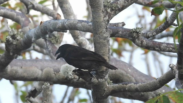 Genovesa Cactus-Finch - ML590586711