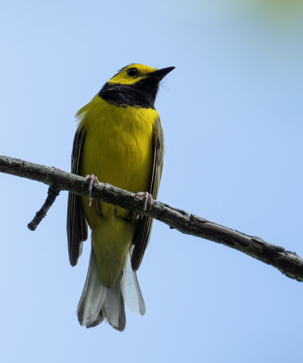 Hooded Warbler - ML590587471