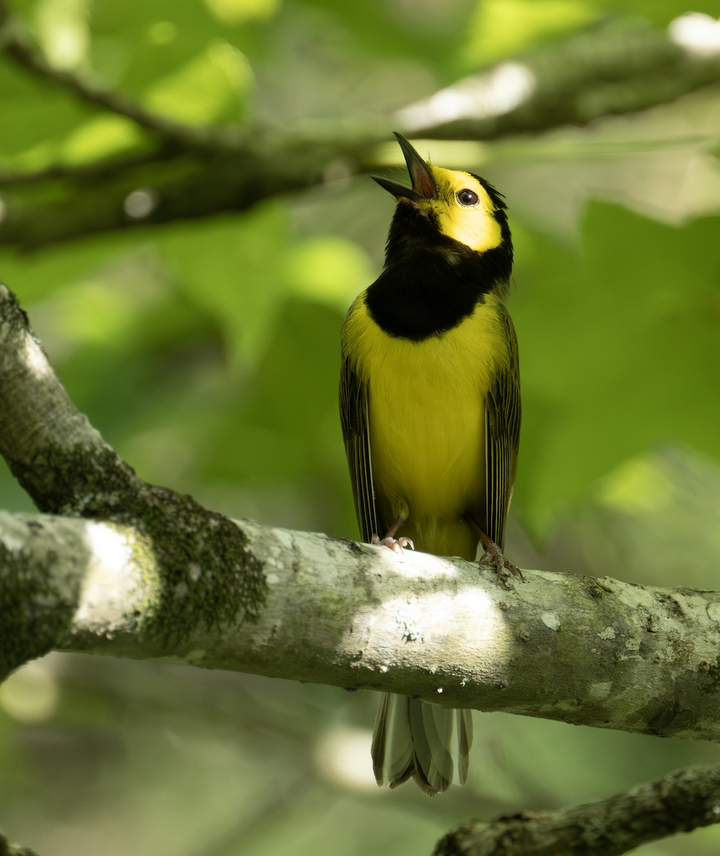 Hooded Warbler - ML590587491