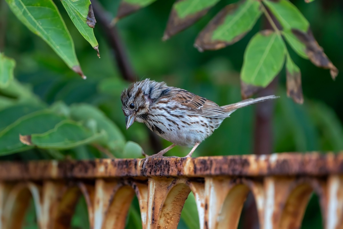 Song Sparrow - ML590587521