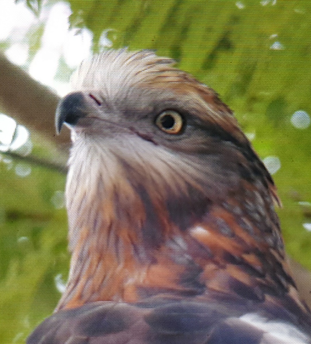 Square-tailed Kite - ML590587851