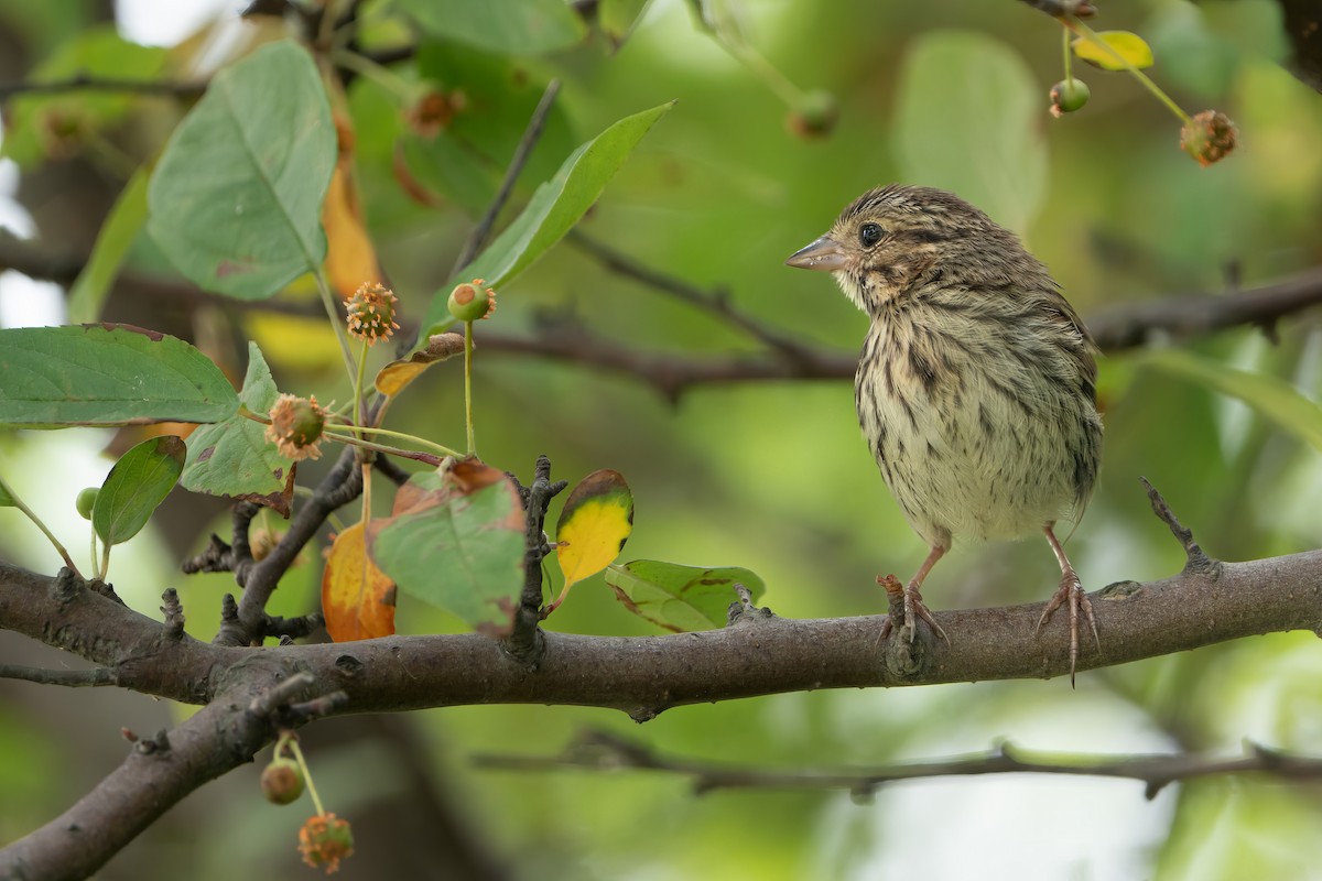Song Sparrow - ML590588471