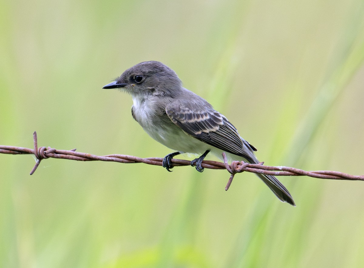 Eastern Phoebe - ML590588501
