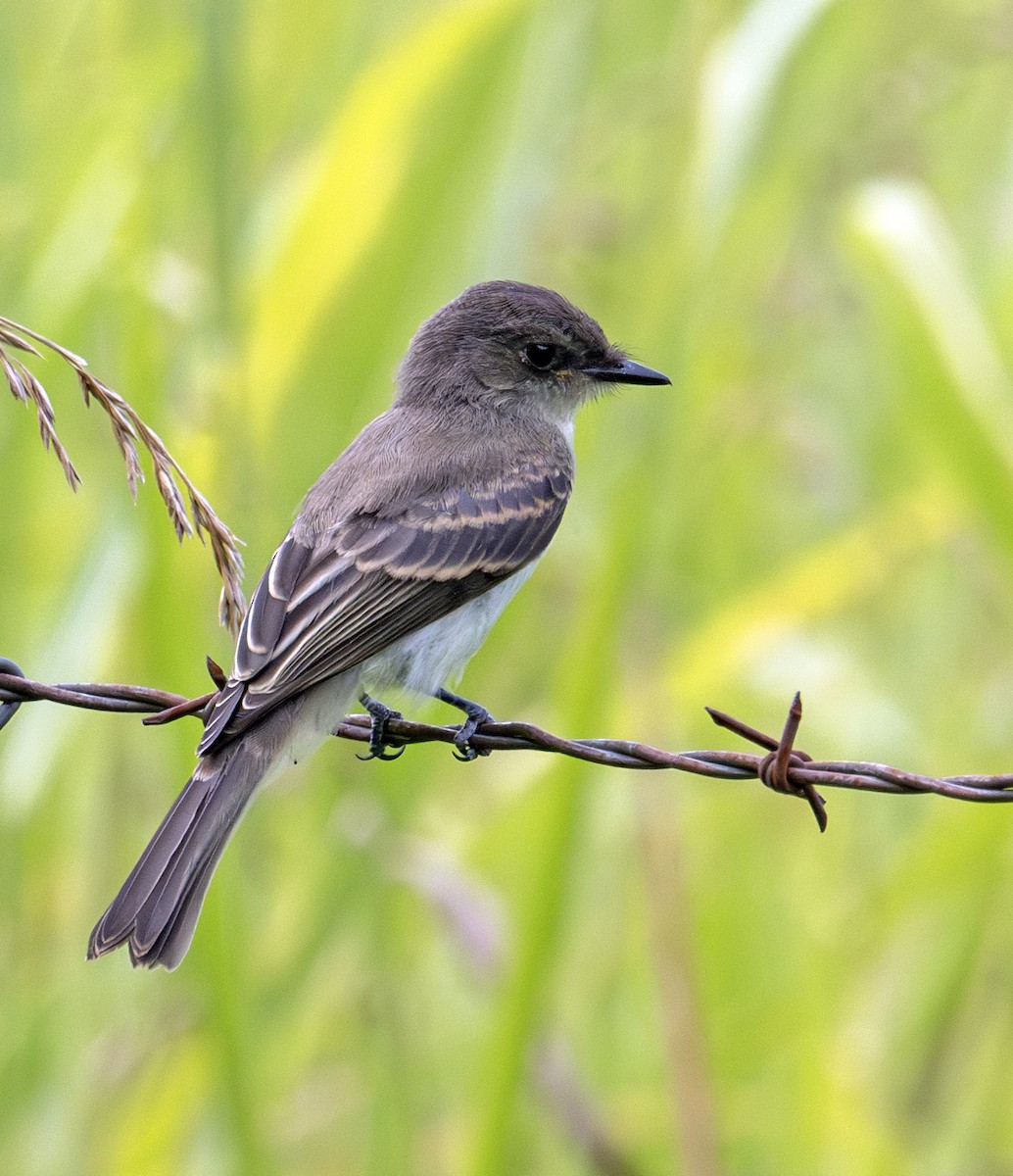 Eastern Phoebe - ML590588521