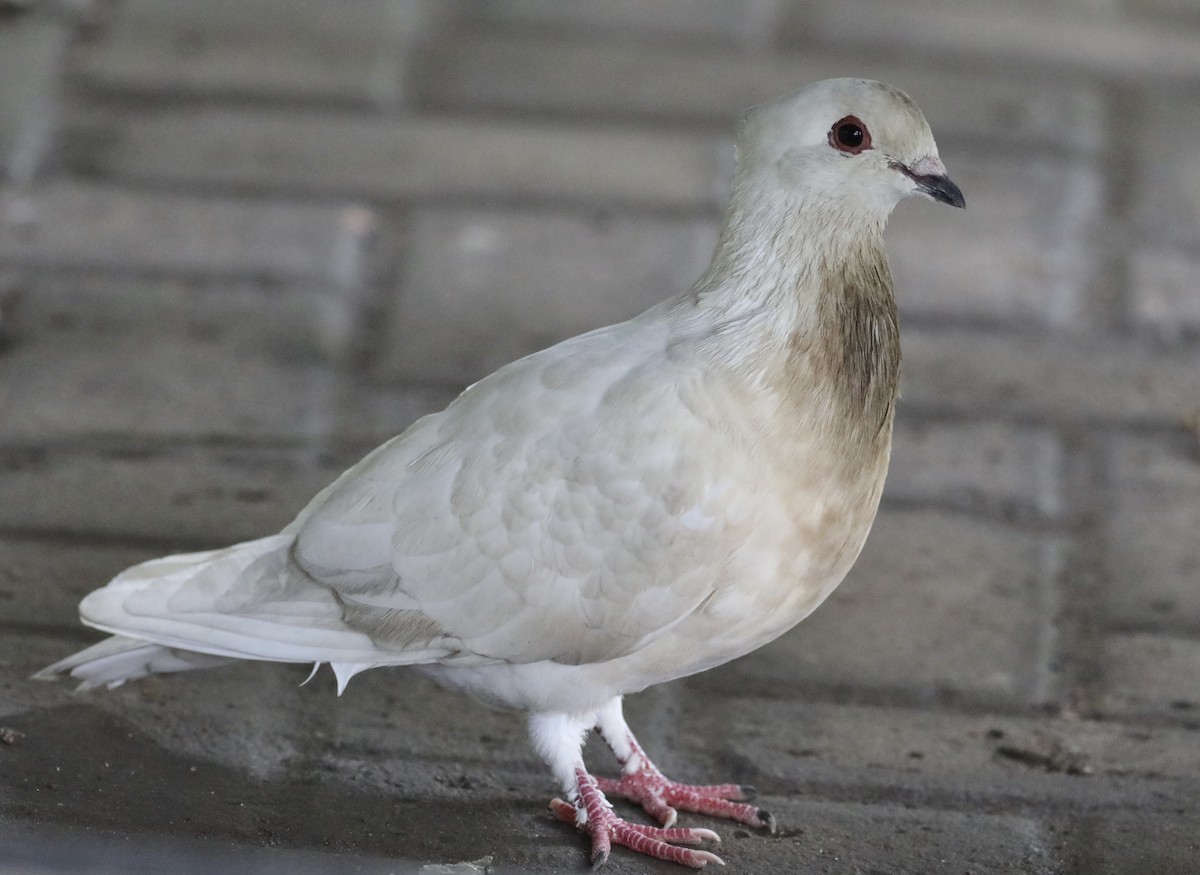 Rock Pigeon (Feral Pigeon) - ML590588851