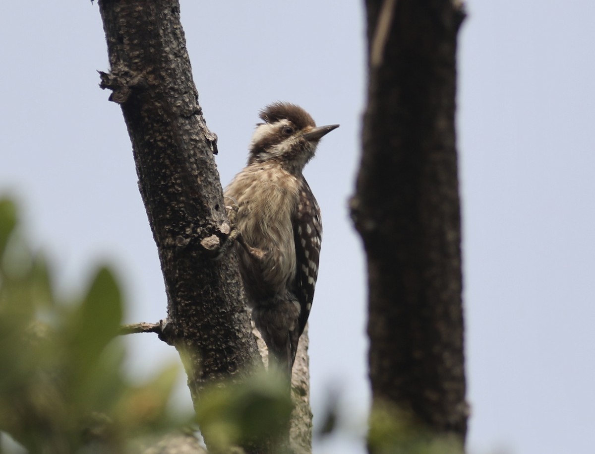 Sunda Pygmy Woodpecker - ML590588971
