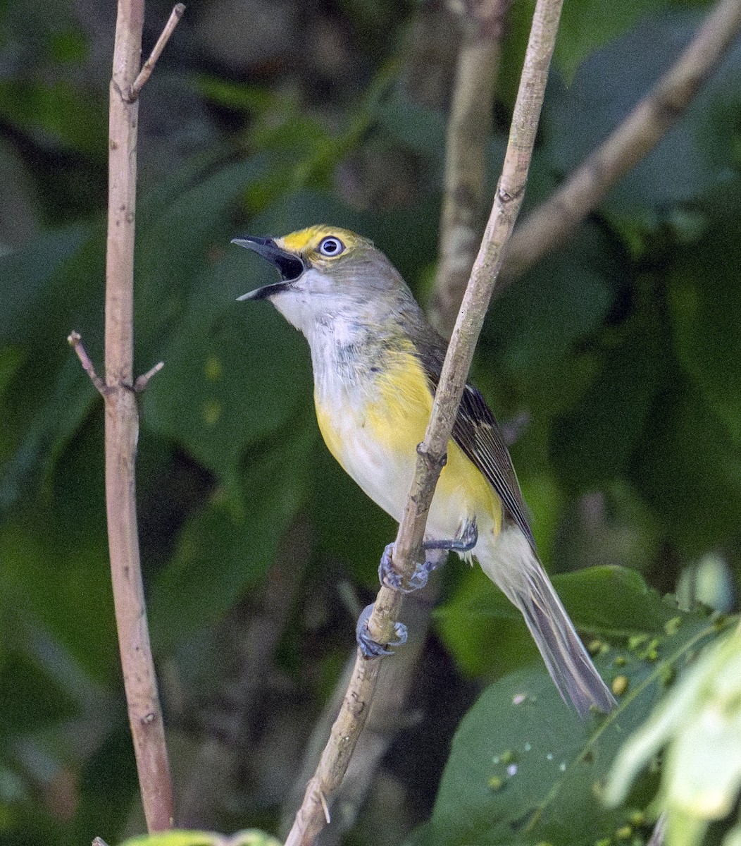 White-eyed Vireo - ML590589121