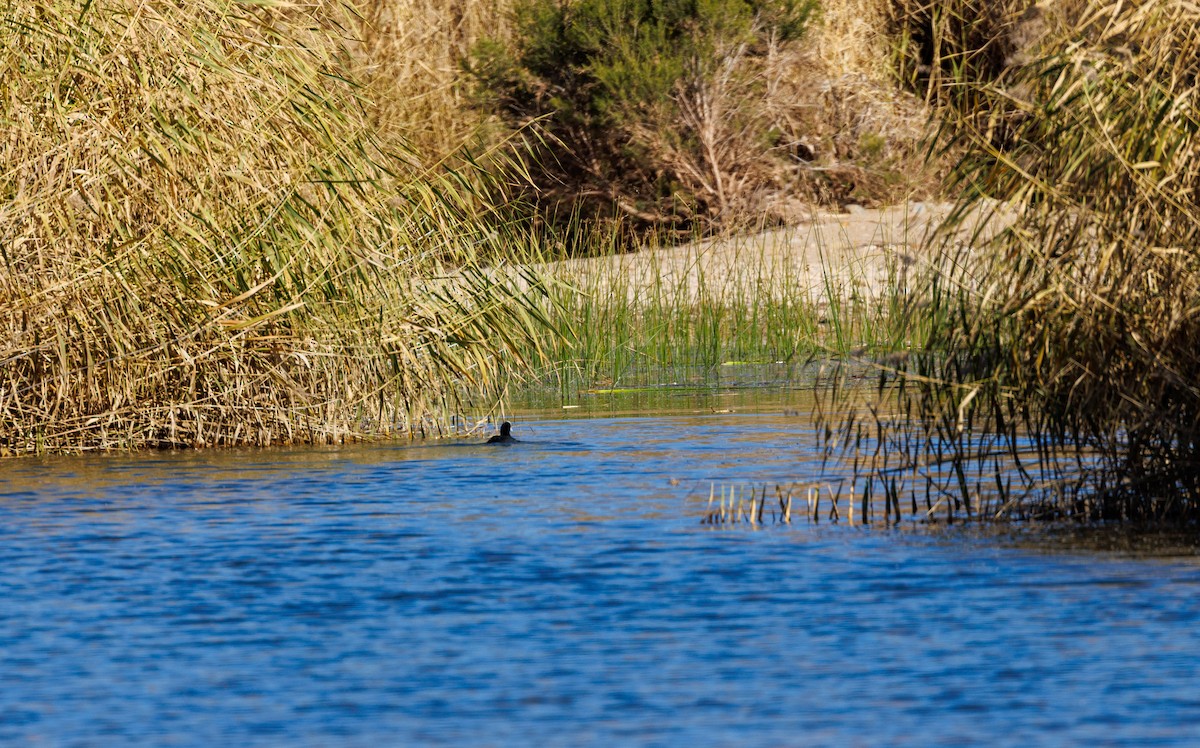 Eurasian Coot - Paul Rankin