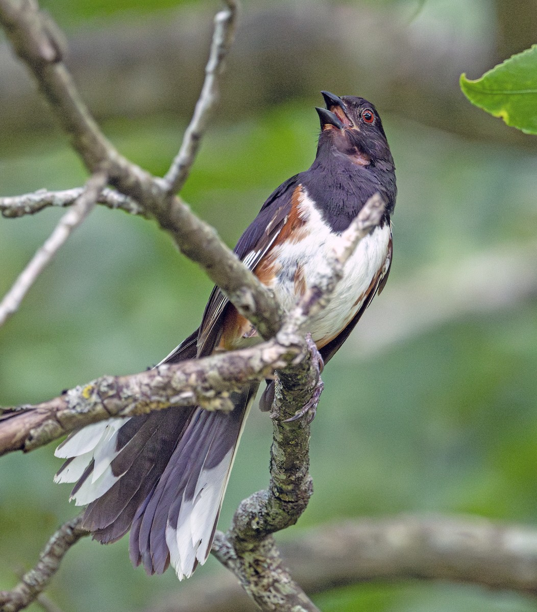 Eastern Towhee - ML590589641