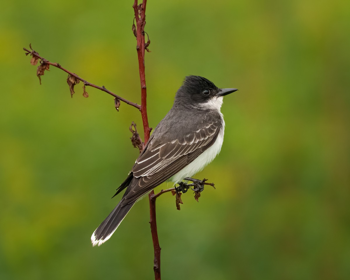 Eastern Kingbird - Susan Logan Ward