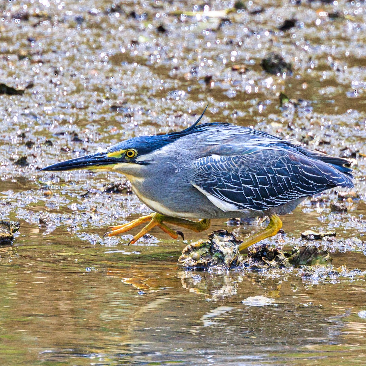 Striated Heron - Masaharu Inada