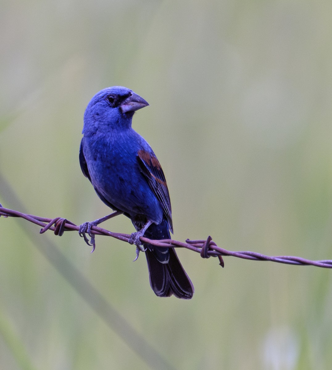 Blue Grosbeak - ML590590851