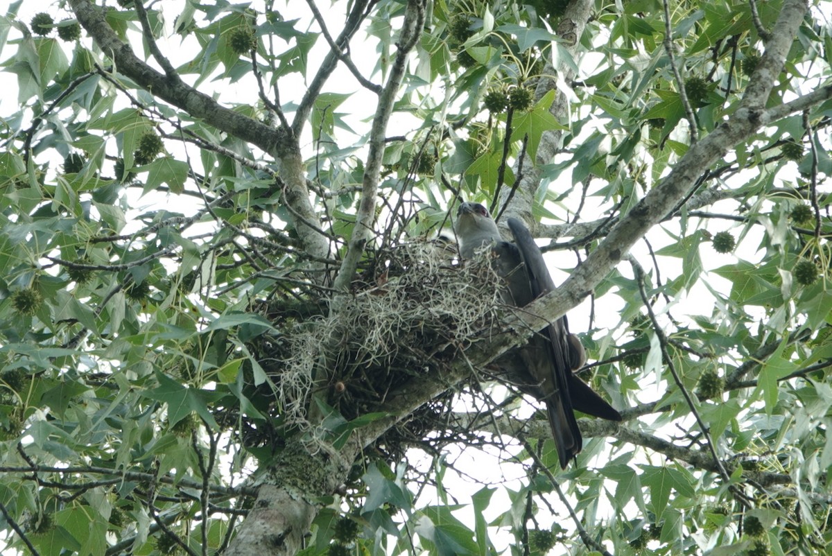 Mississippi Kite - ML590592091