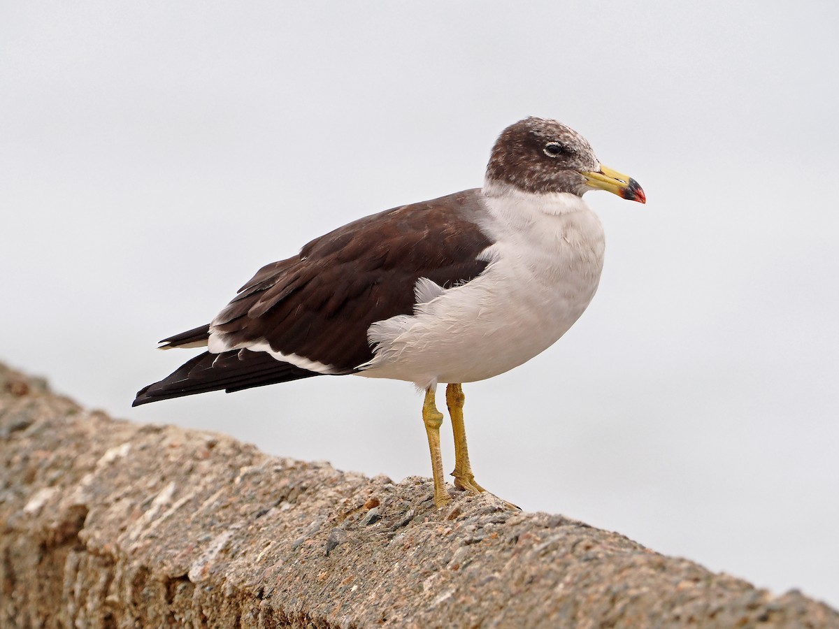 Belcher's Gull - ML590592601