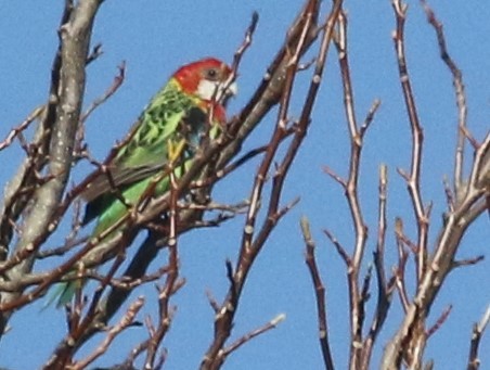 Rosella orientale - ML590592711