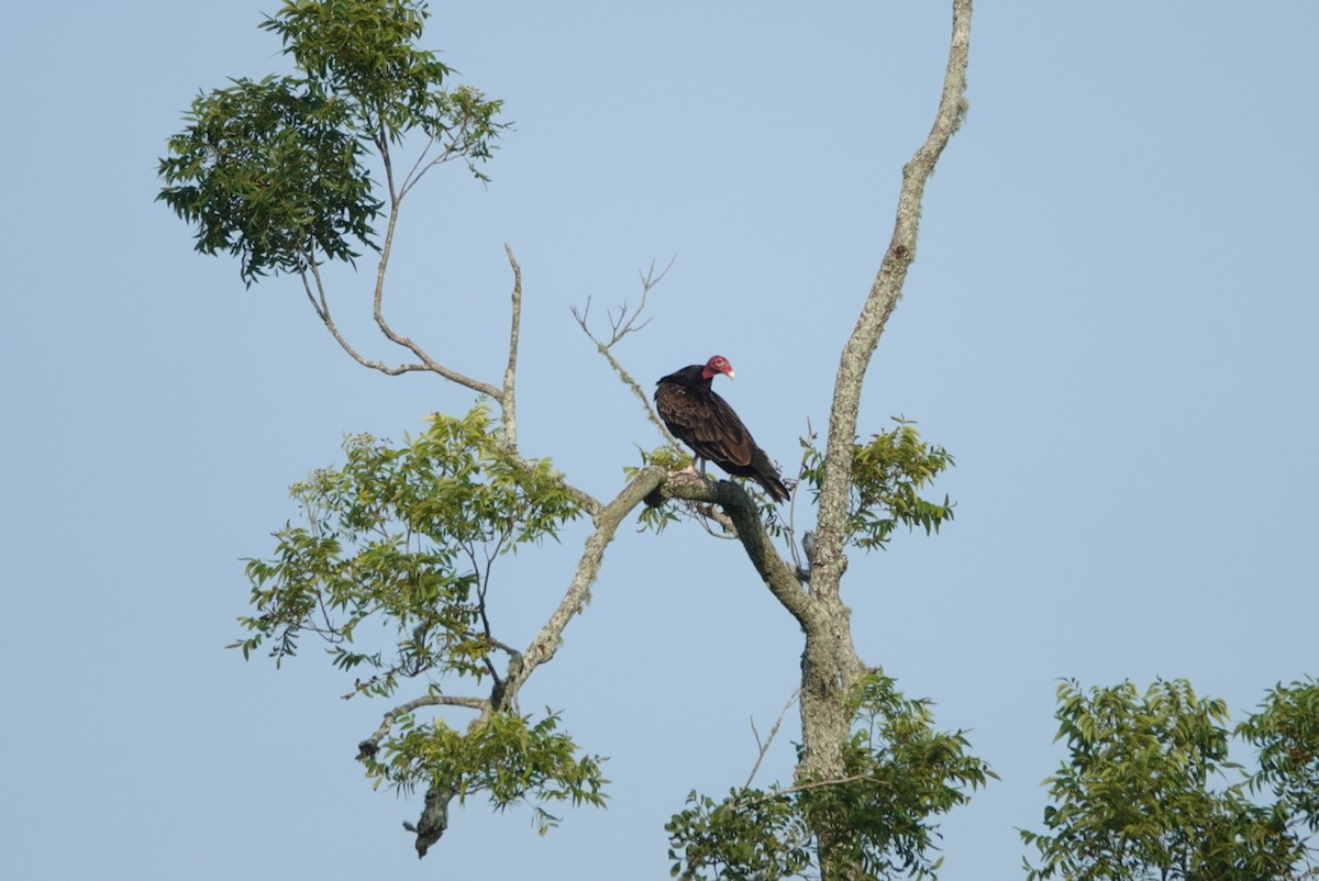 Turkey Vulture - ML590592981