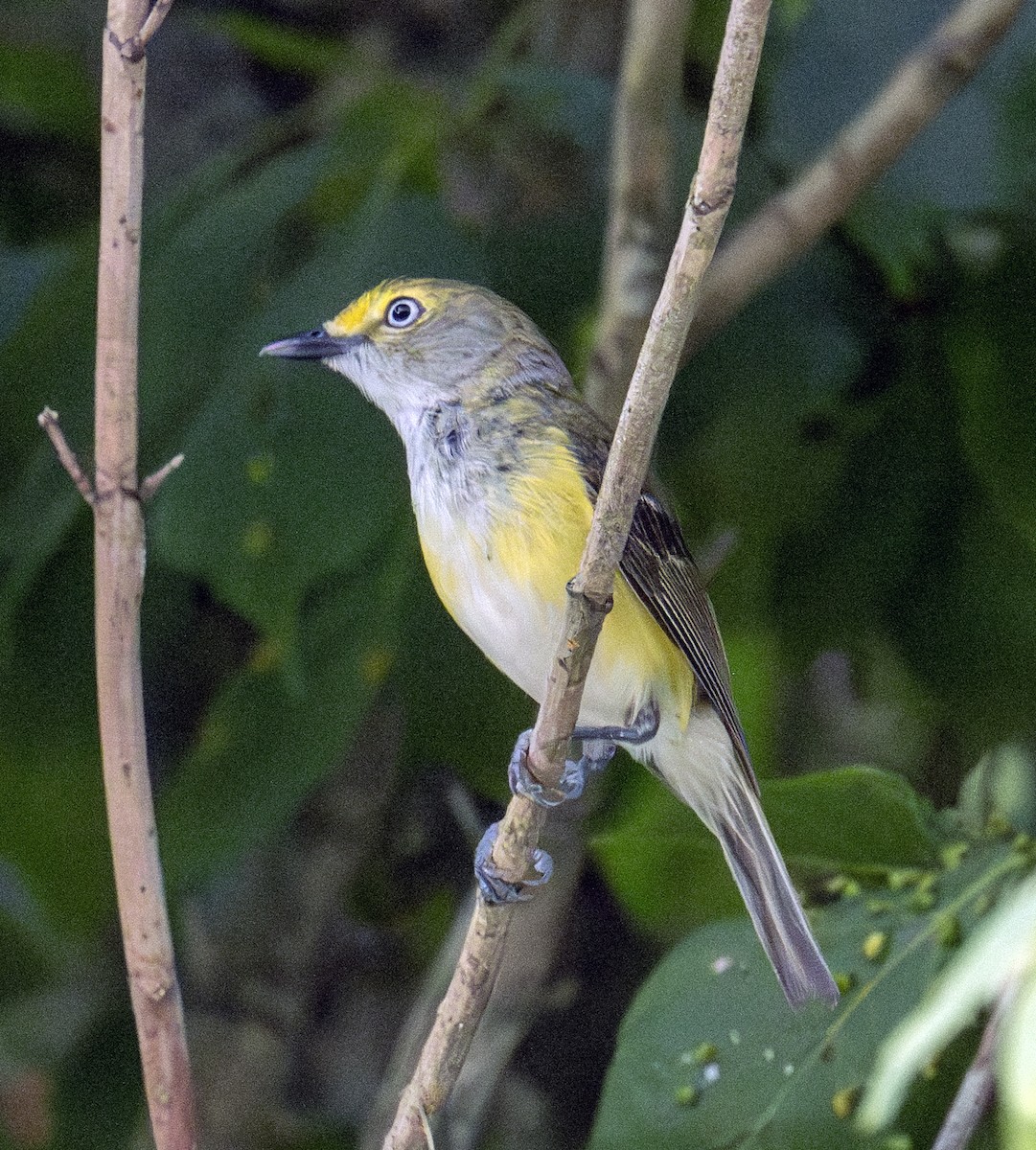 White-eyed Vireo - ML590592991