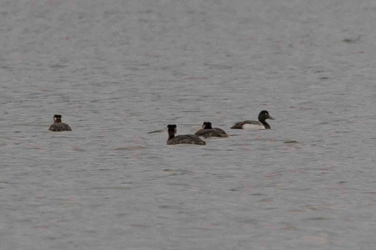 Greater Scaup - ML590593101