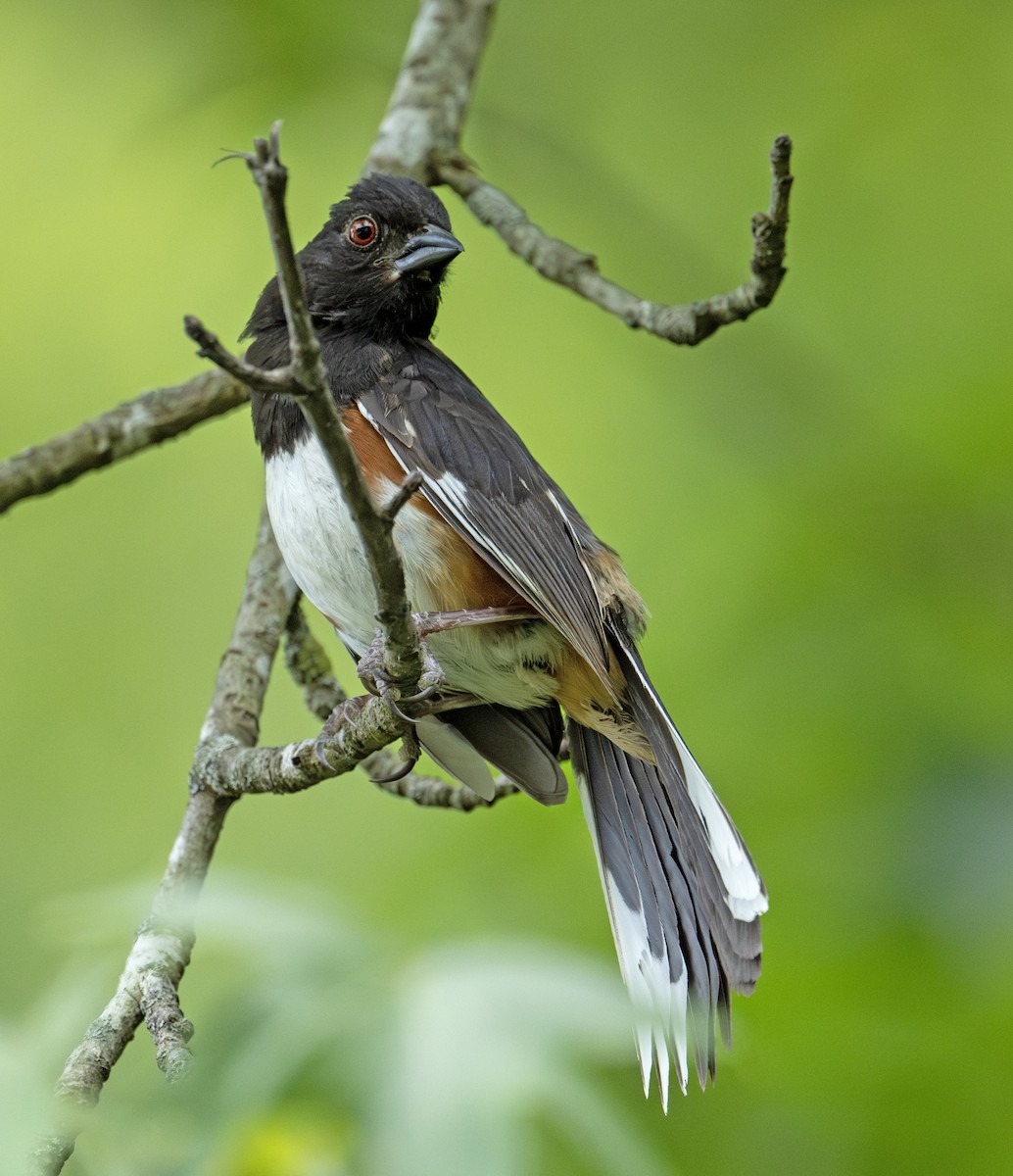 Eastern Towhee - ML590593121