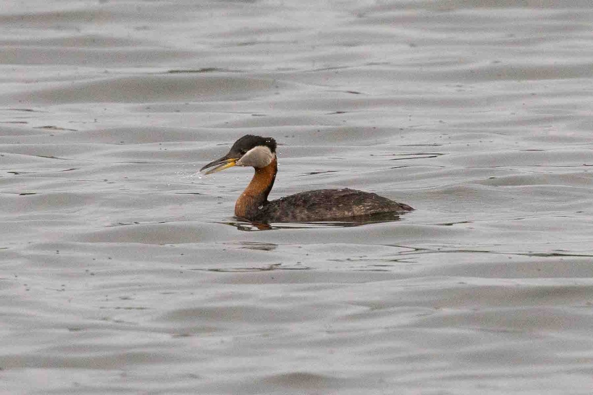 Red-necked Grebe - ML590593141