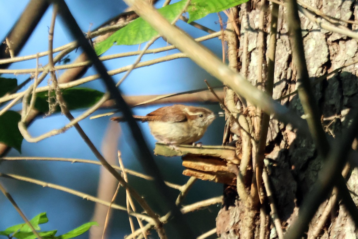 Carolina Wren - ML590594521