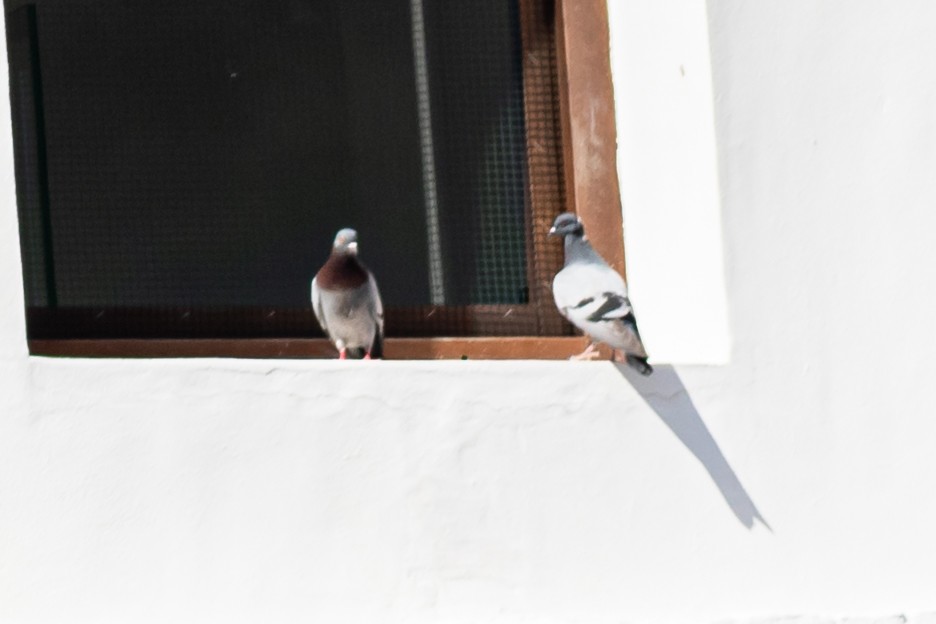 Rock Pigeon (Feral Pigeon) - ML590594571