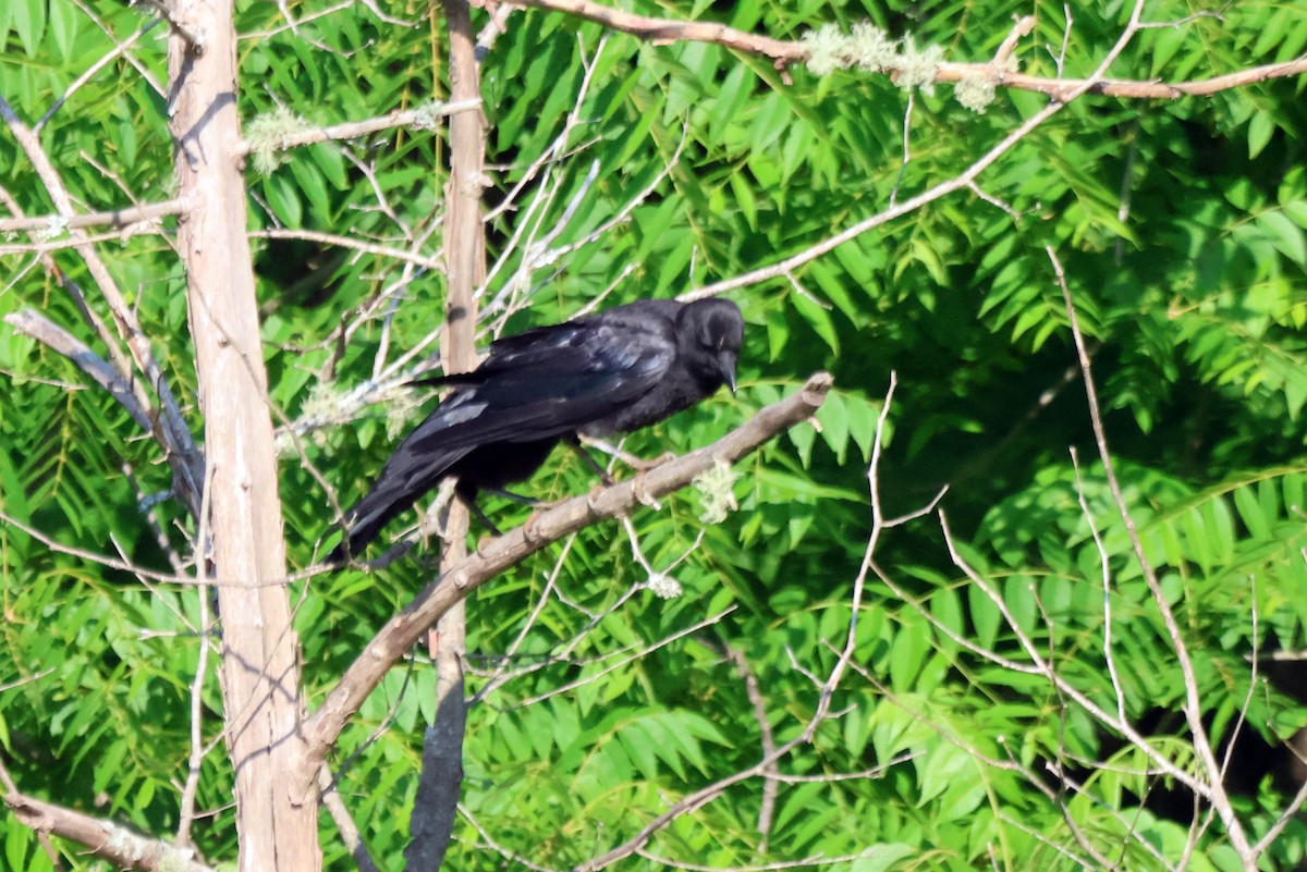 American Crow - ML590594601