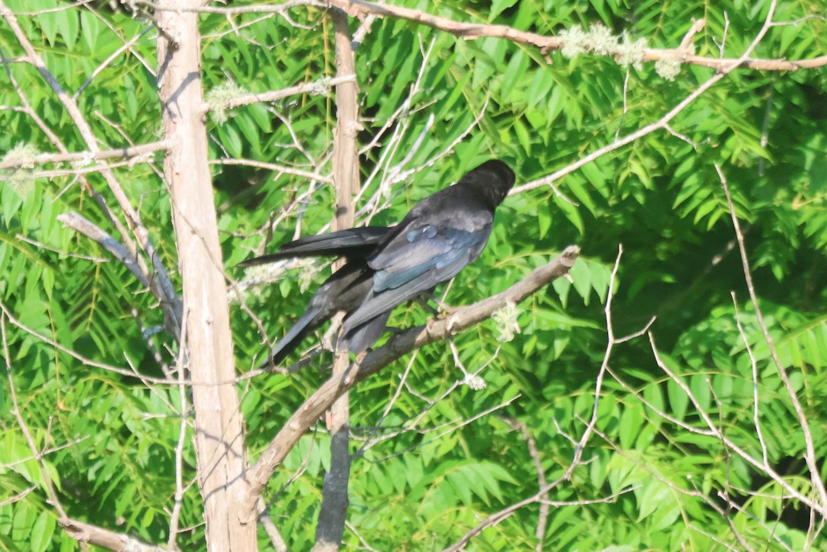 American Crow - ML590594611