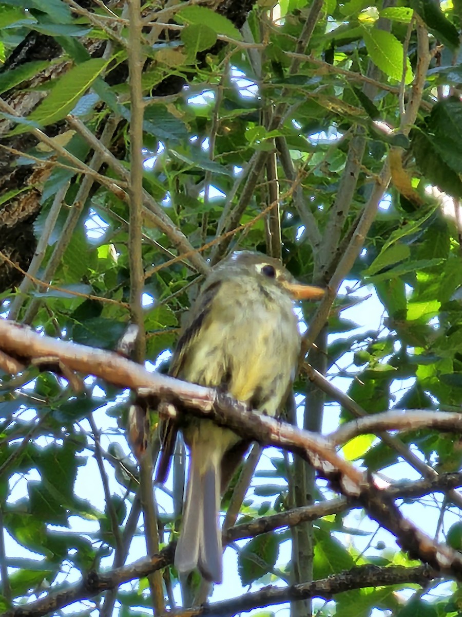 Western Flycatcher (Cordilleran) - ML590594801