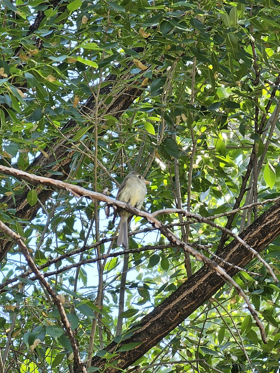 Western Flycatcher (Cordilleran) - ML590594821