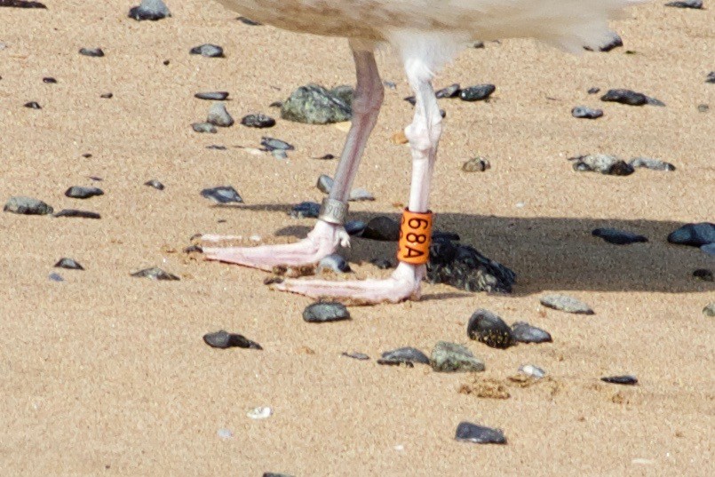 American Herring Gull - ML590595101