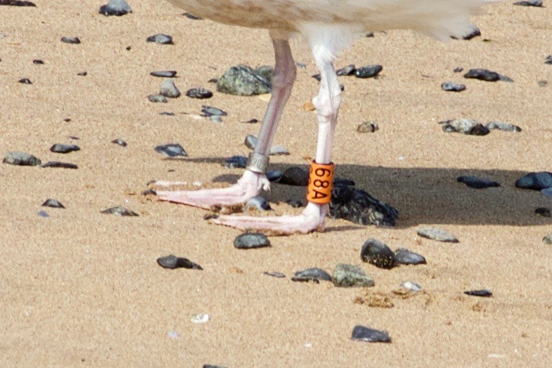 Herring Gull - ML590595101